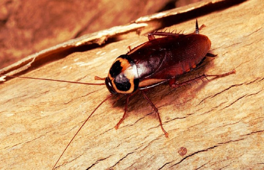 cockroach control Brisbane